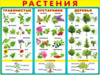 Плакат "Растения" Формат А2