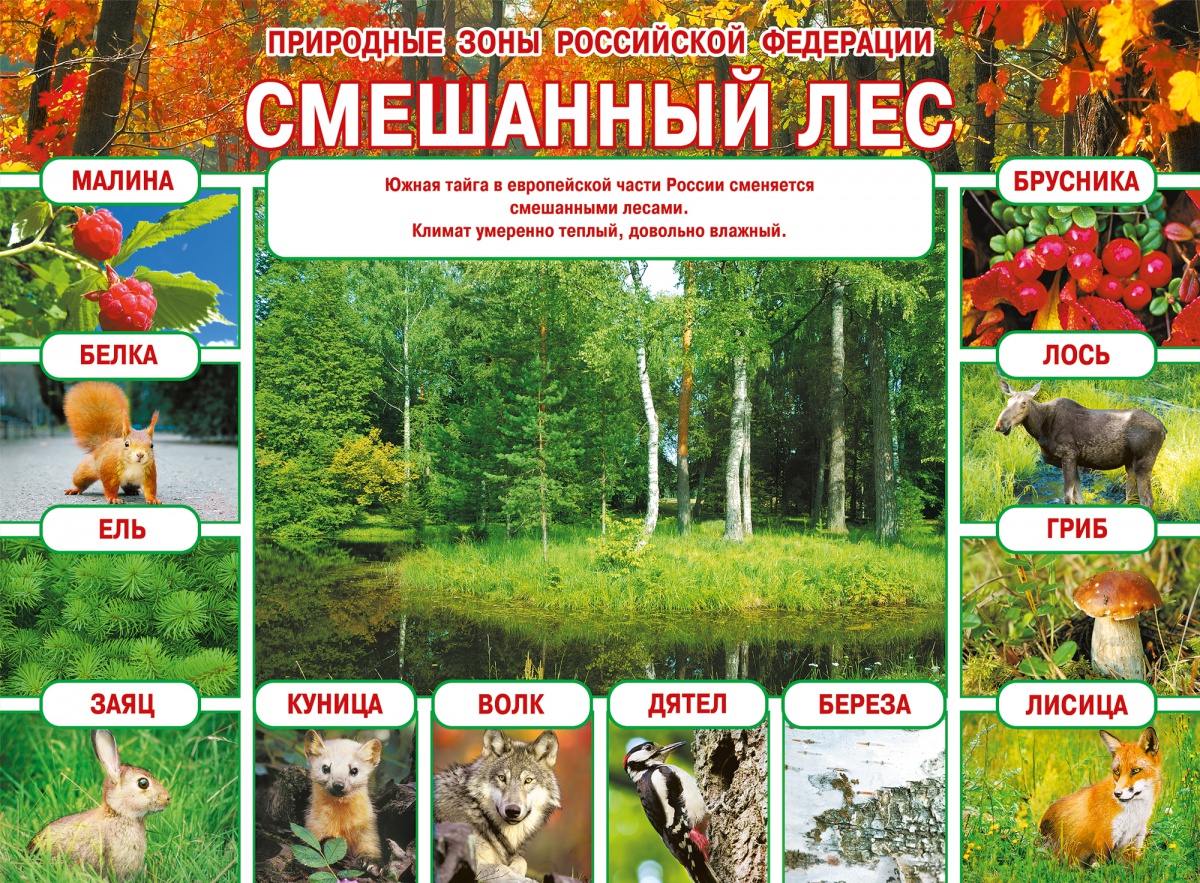 Плакат "Природные зоны Российской Федерации. Смешанный лес" Формат А2