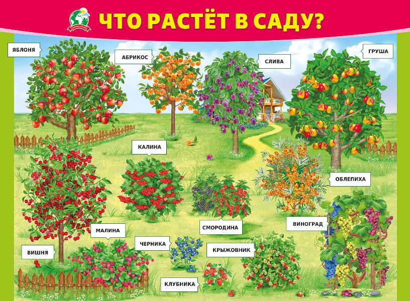 Плодовые деревья презентация для дошкольников