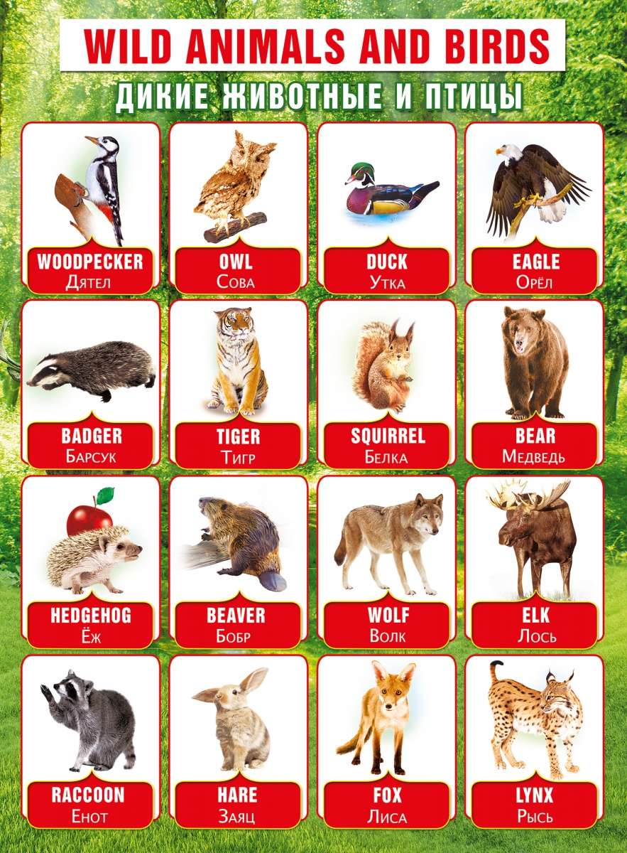 Плакат "Дикие животные и птицы" английский язык Формат А2