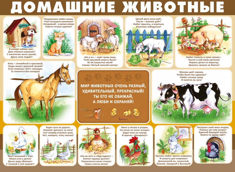 Плакат "Домашние животные" Формат А2