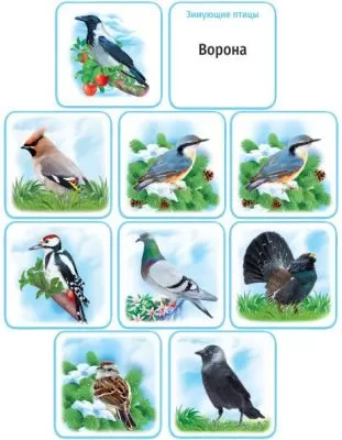 Набор обучающих карточек "Перелётные и зимующие птицы" (33 шт)