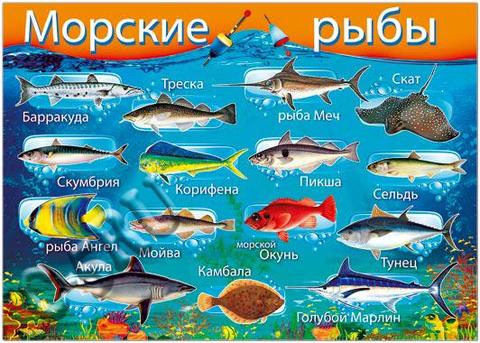Плакат "Морские рыбы" Формат А2