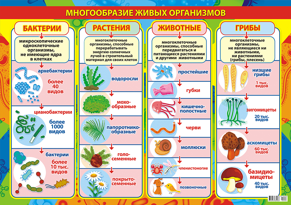 Плакат "Многообразие живых организмов" Формат А2