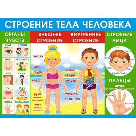 Плакат "Строение тела человека" Формат А2