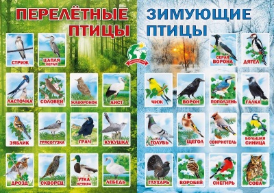 Плакат "Перелетные птицы и зимующие птицы" Формат А2