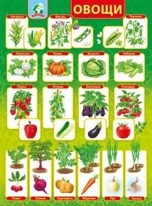 Плакат "Овощи" Формат А2