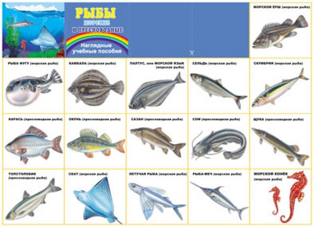 Плакат "Рыбы морские и пресноводные" Формат А2