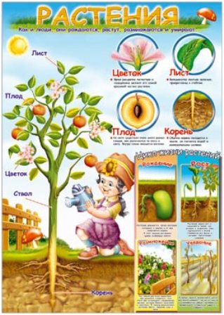 Плакат "Растения" Формат А2