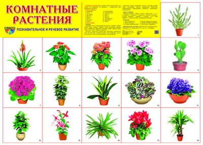 Плакат "Комнатные растения" Формат А2