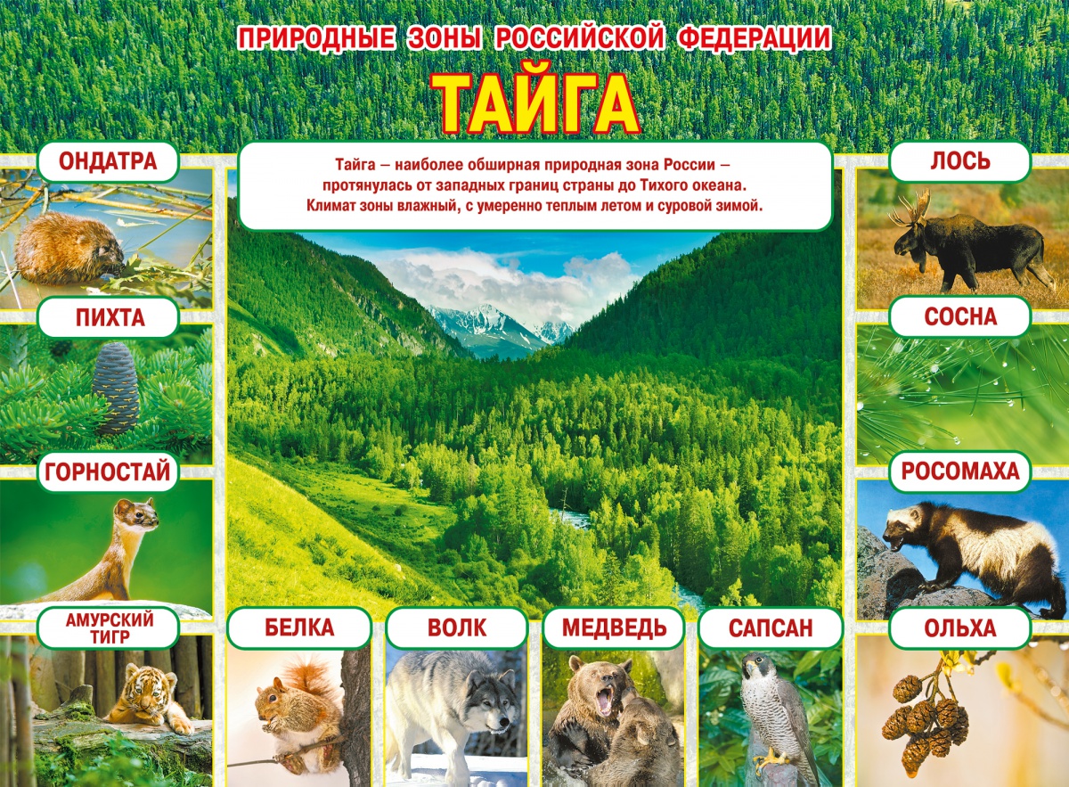 Плакат "Природные зоны Российской Федерации. Тайга" Формат А2