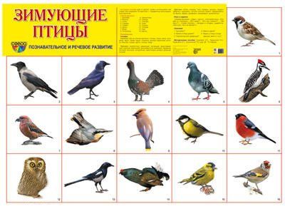 Плакат "Зимующие птицы" Формат А2
