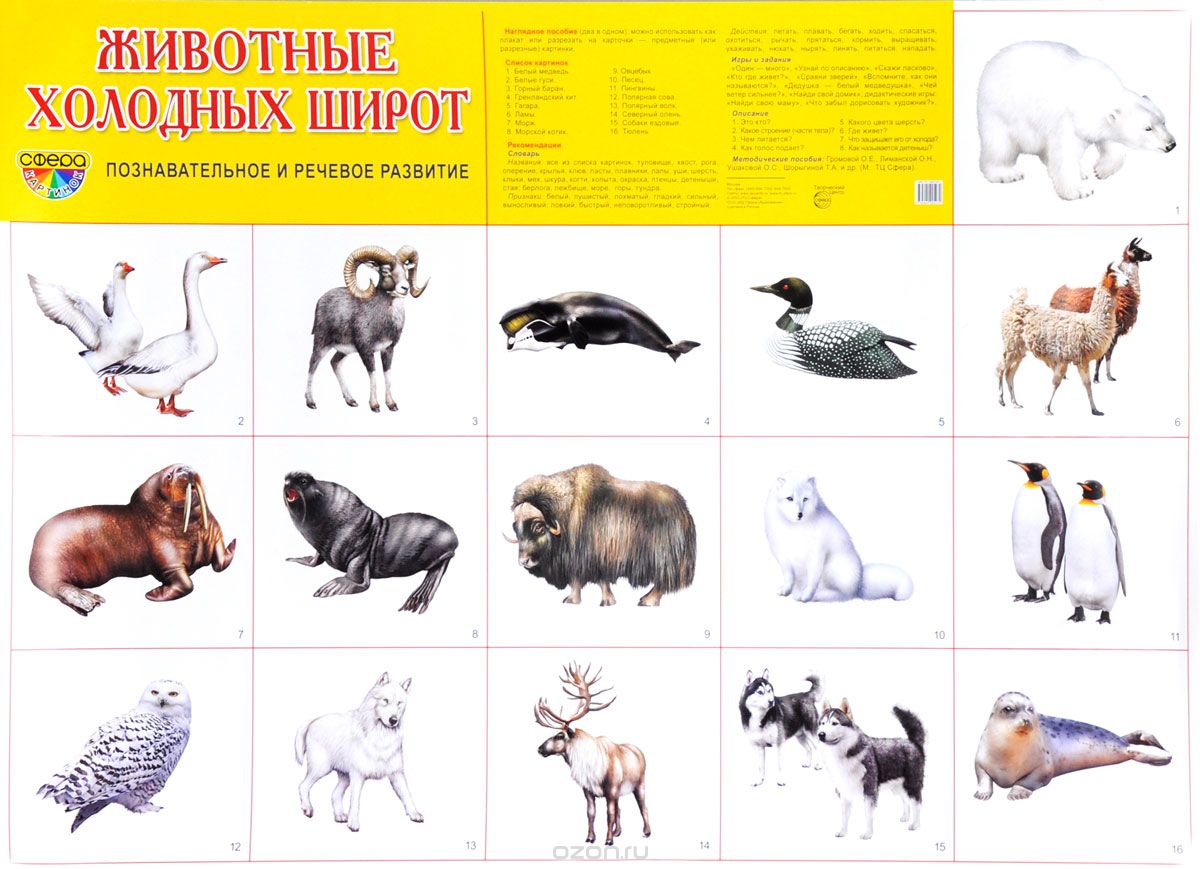 Плакат "Животные холодных широт" Формат А2