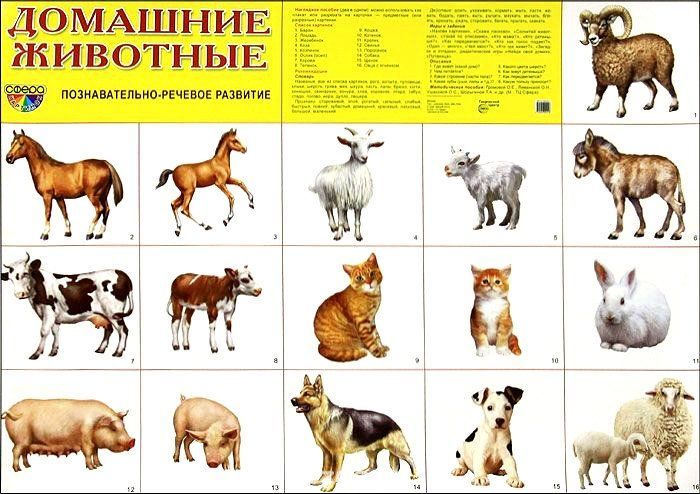 Плакат "Домашние животные" Формат А2
