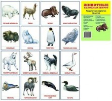 Раздаточные карточки " Животные холодных широт" (для изучения английского языка)