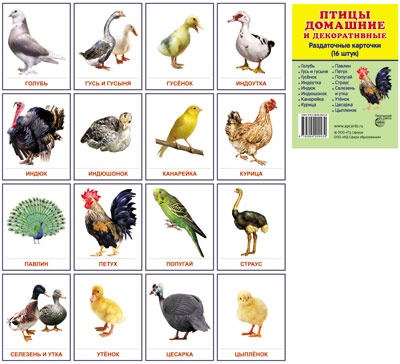 Раздаточные карточки " Птицы домашние и декоративные" (для изучения английского языка)