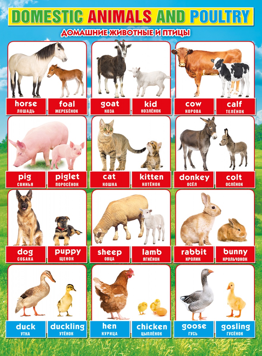 Плакат "Домашние животные и птицы" английский язык Формат А2