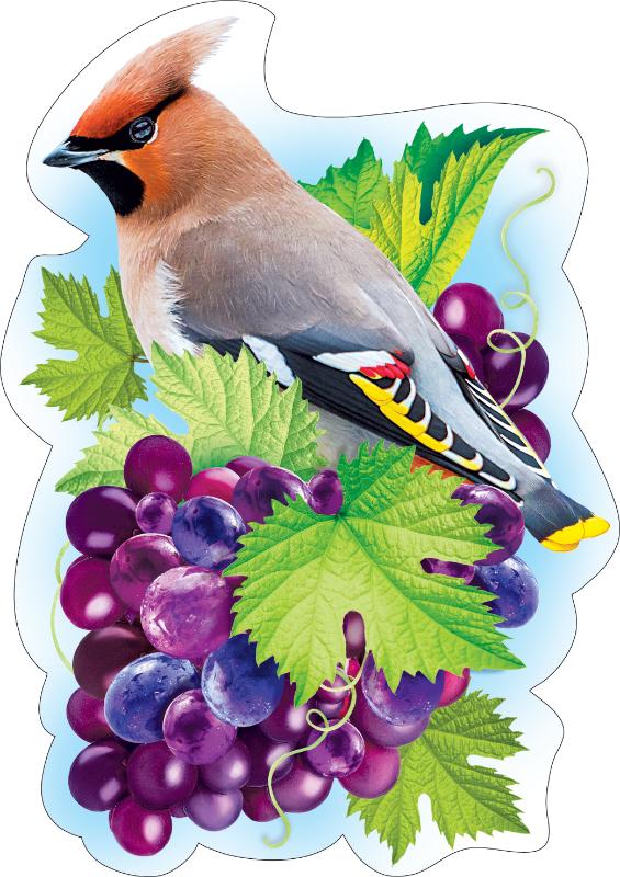 Плакат вырубной двусторонний "Свиристель" Формат А3