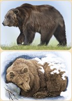 Плакат вырубной двусторонний "Медведь" Формат А4