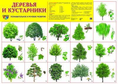 Плакат "Деревья и кустарники" Формат А5