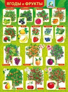 Плакат "Ягоды и фрукты" Формат А2