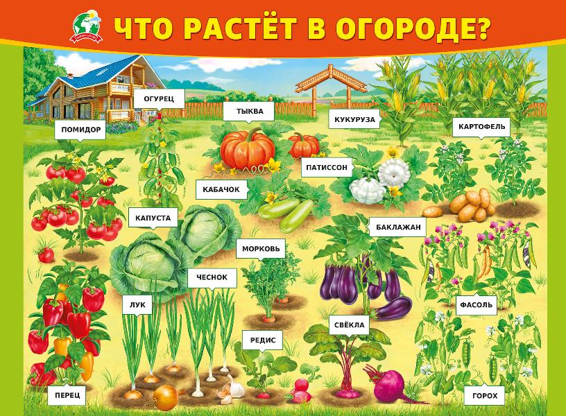 Плакат "Что растёт в огороде?" Формат А2