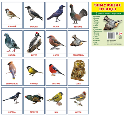 Раздаточные карточки "Зимующие птицы" (для изучения английского языка)